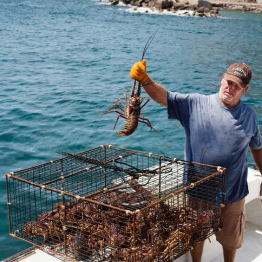 Saba Lobster!