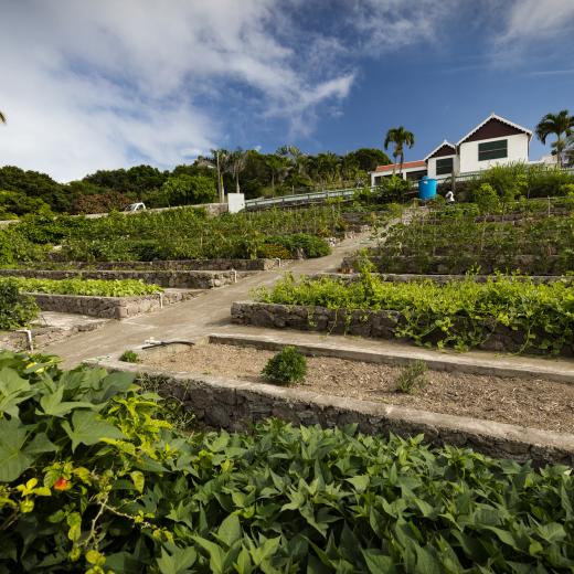 Saba Island Premier Properties - Organic Garden