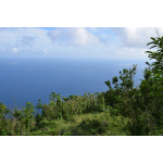 The Reach - Saba Island Premier Properties